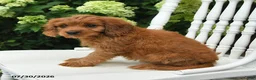Cavapoo dogs for sale: Daffodil - Ad 4