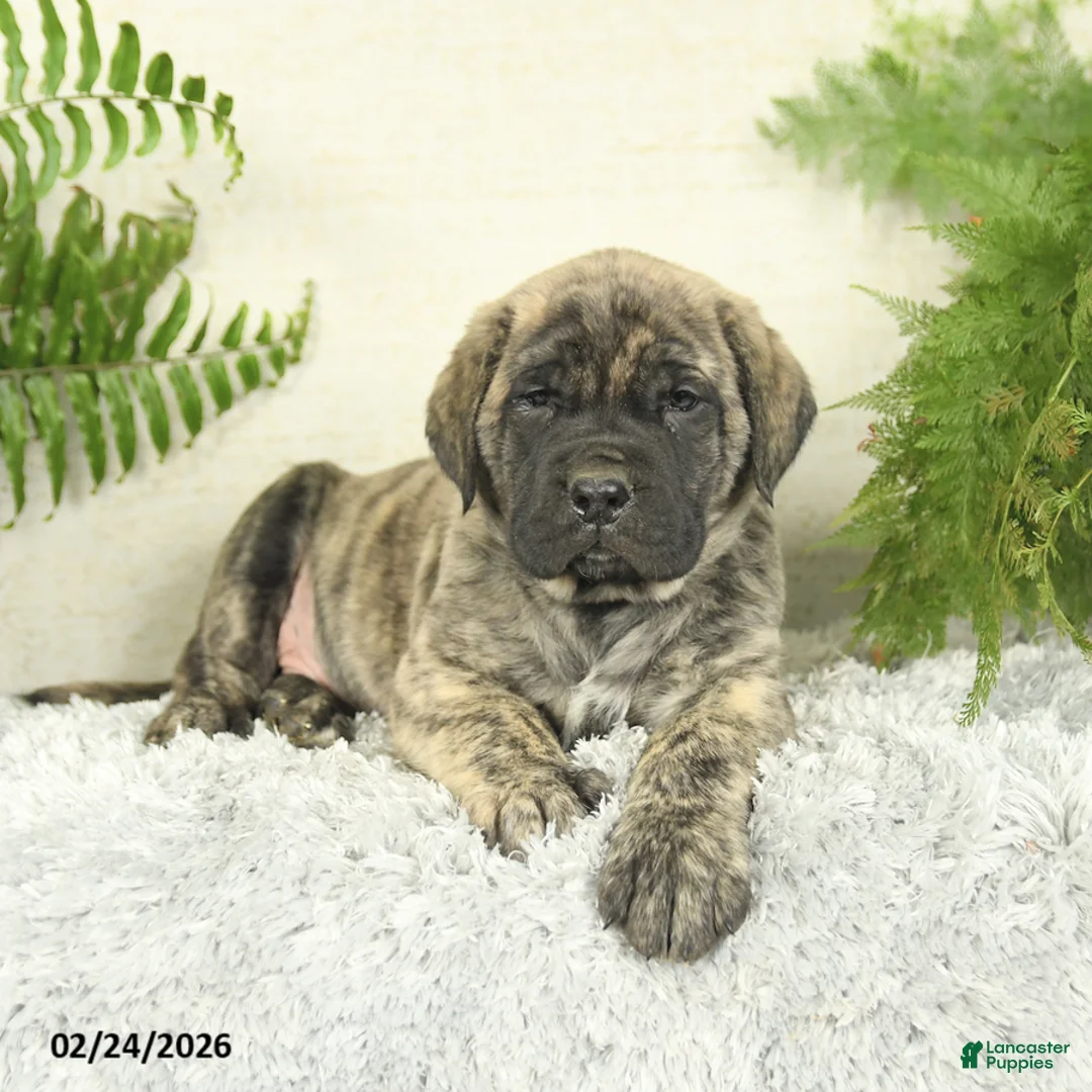 English Mastiff dogs for sale: Ace - Ad 2