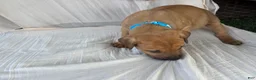 South African Boerboels dogs for sale: South African Boerboels Puppy 3 - Ad 2