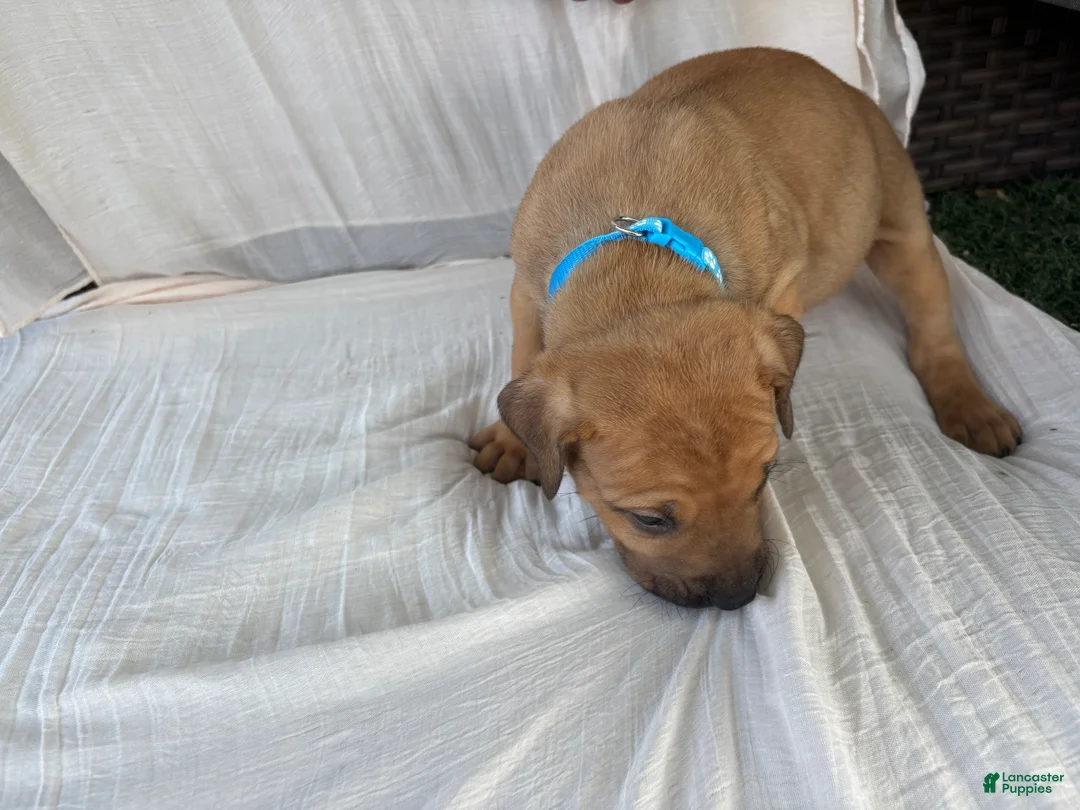 South African Boerboels dogs for sale: South African Boerboels Puppy 3 - Ad 2