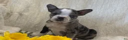 Frenchton dogs for sale: Kenson - Ad 7