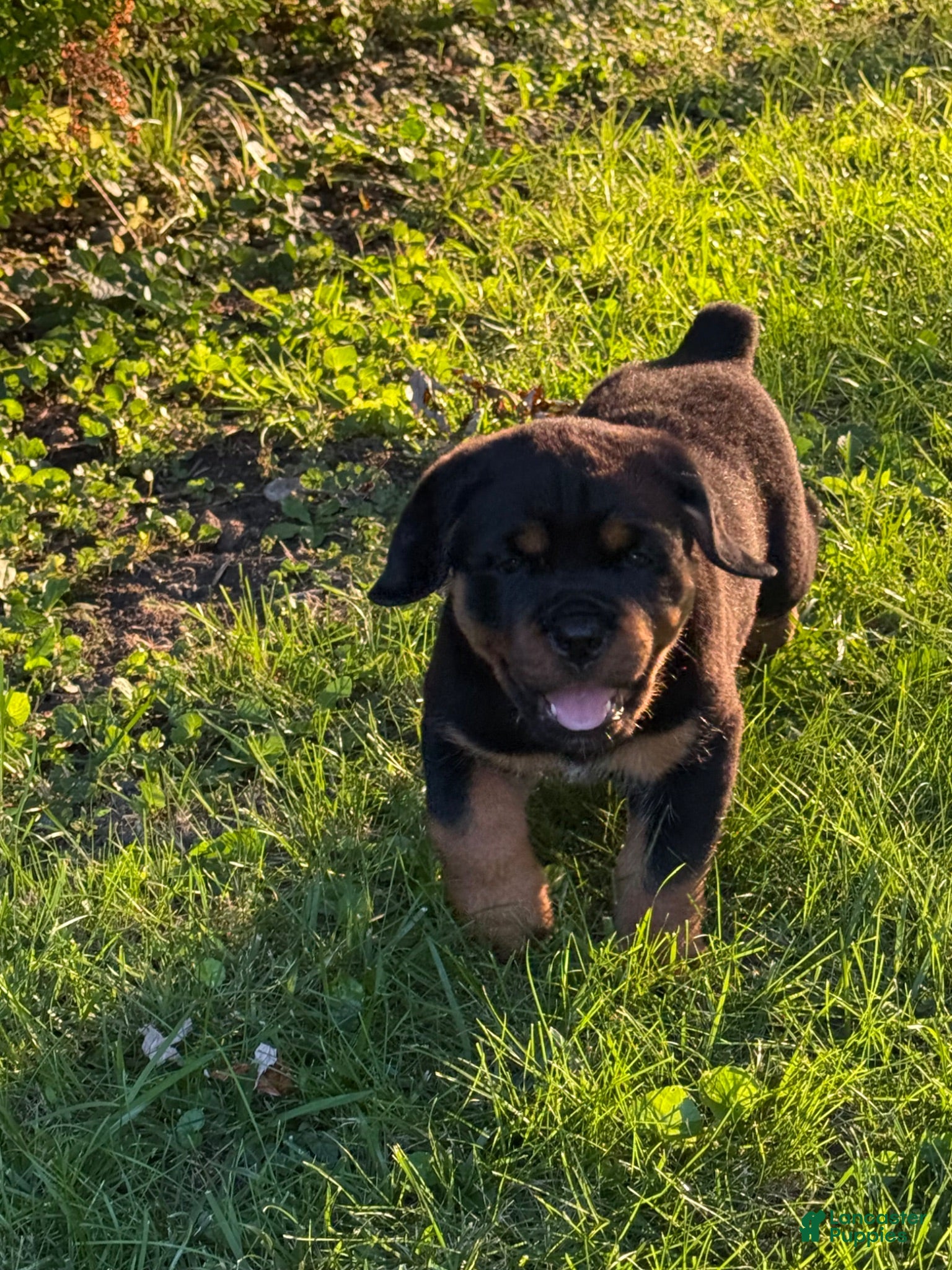 Rottweiler dogs Rottweiler 2 - Ad 13
