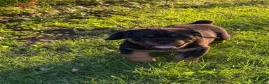 Rottweiler 2