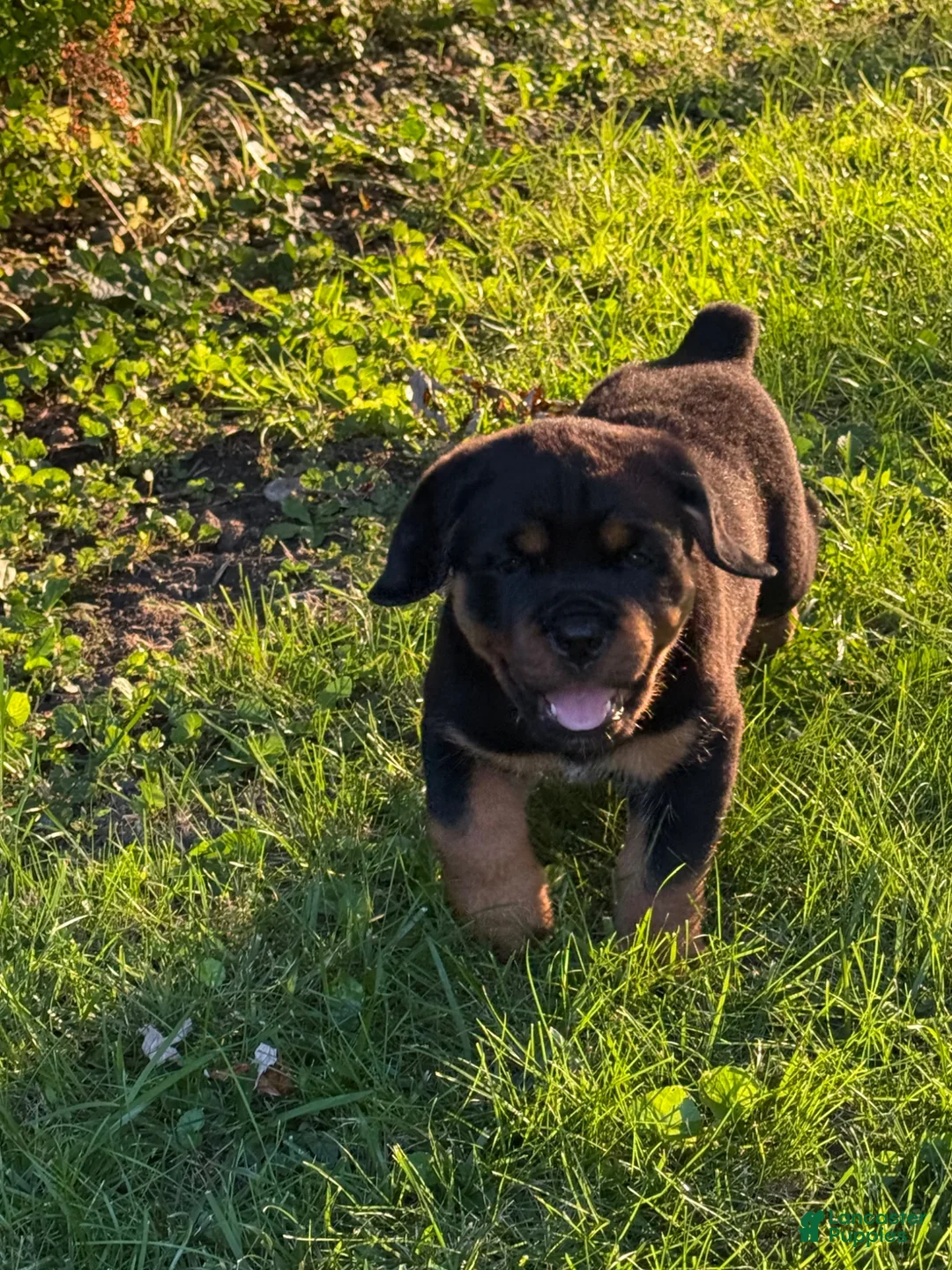 Rottweiler dogs for sale: Rottweiler 2 - Ad 1