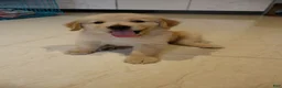 Miniature Golden Retriever dogs for sale: Miniature Golden Retriever 4 - Ad 2