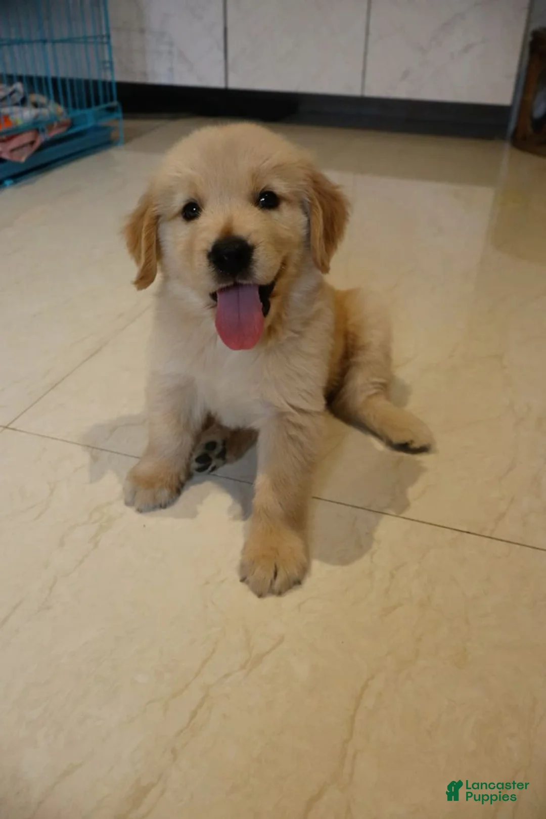 Miniature Golden Retriever dogs for sale: Miniature Golden Retriever 4 - Ad 2