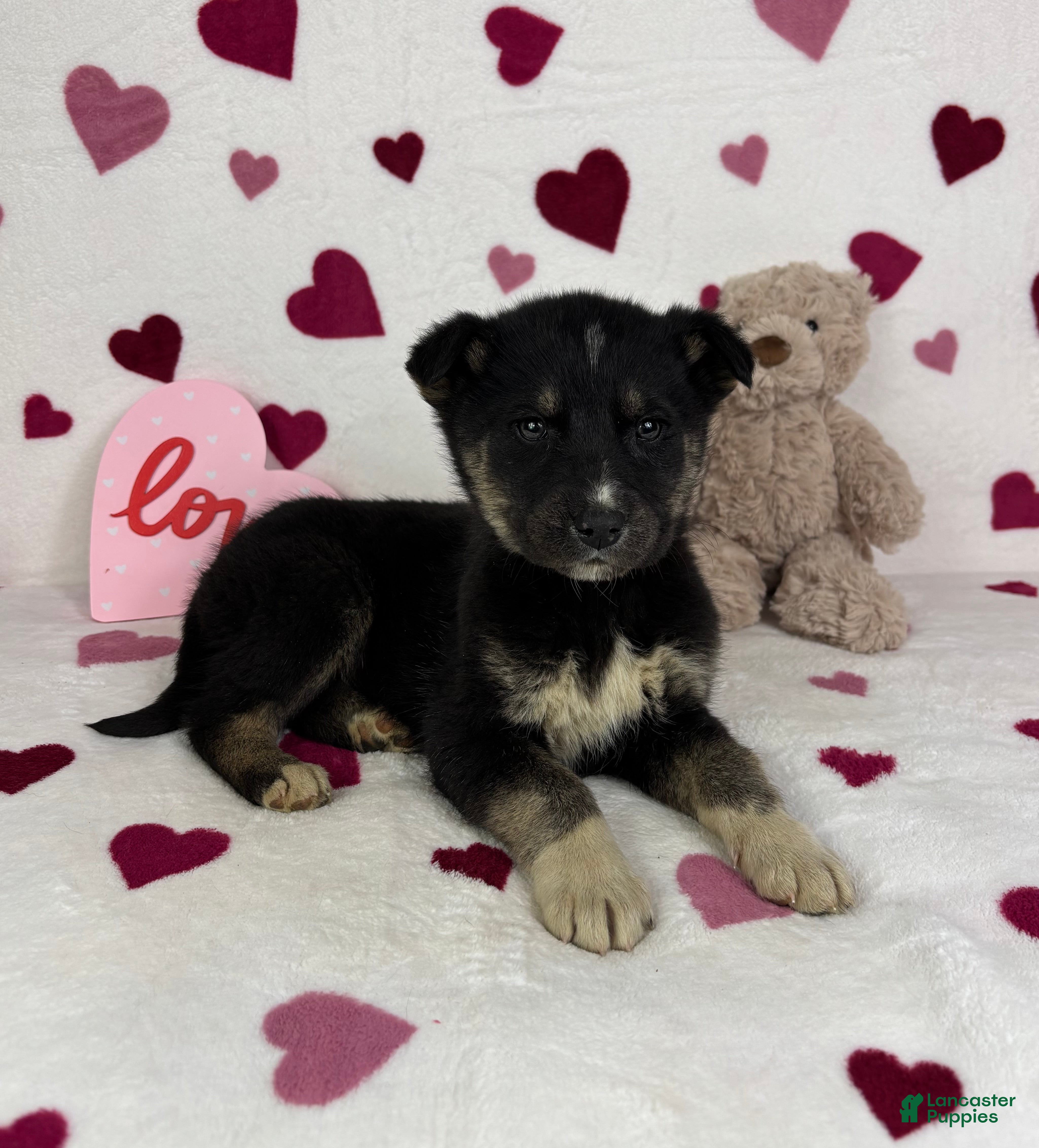 Mixed Breed dogs Charlie - Ad 12