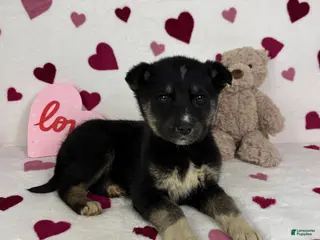 Mixed Breed dogs Charlie - Ad 38