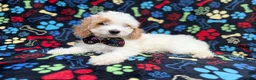 Cockapoo dogs for sale: Larry - Ad 3