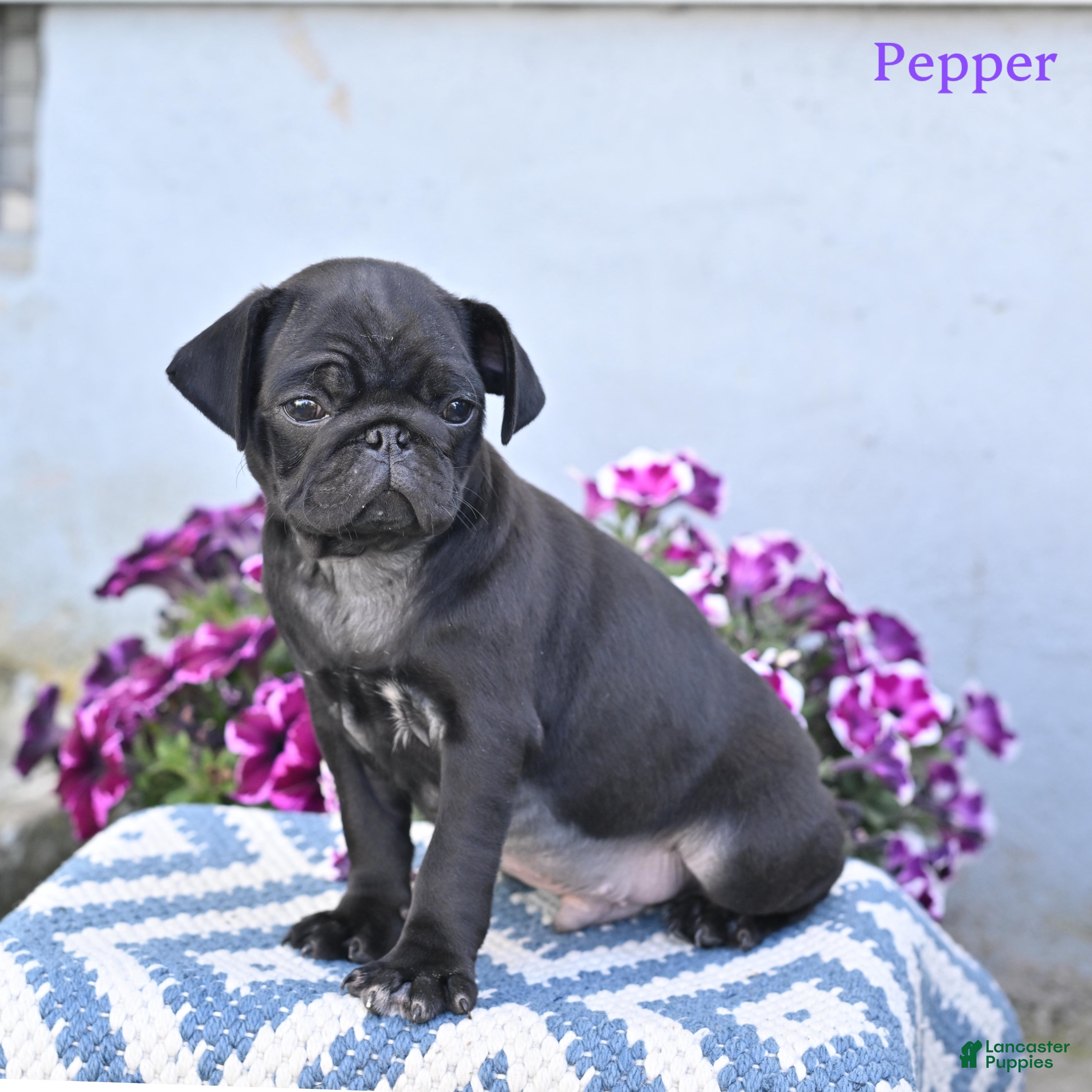 Pug dogs for sale: Pepper - Ad 5