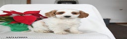 Mini Goldendoodle dogs for sale: Panda - Ad 1