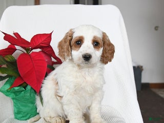 Mini Goldendoodle dogs Panda - Ad 22