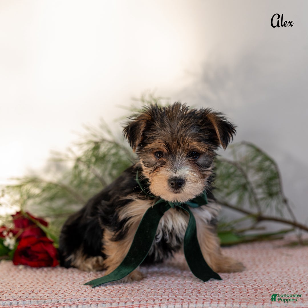 Morkie dogs for sale: Alex - Ad 1