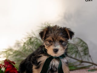 Morkie dogs Alex - Ad 29