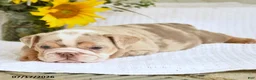 English Bulldog dogs for sale: Trixie - Ad 5