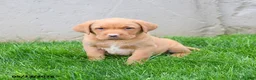 Labrador Retriever dogs for sale: Elroy  - Ad 3