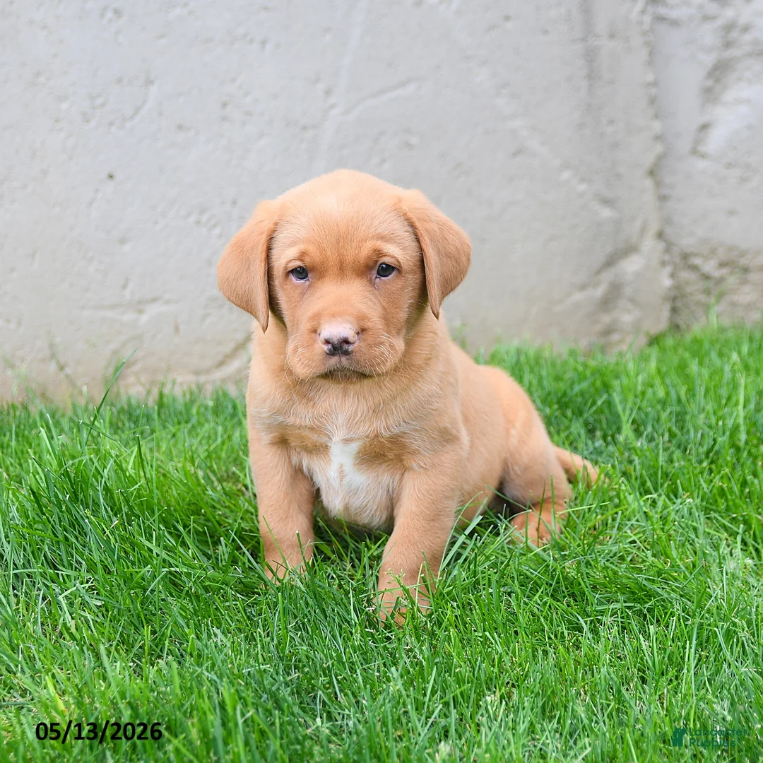 Labrador Retriever dogs for sale: Elroy  - Ad 1
