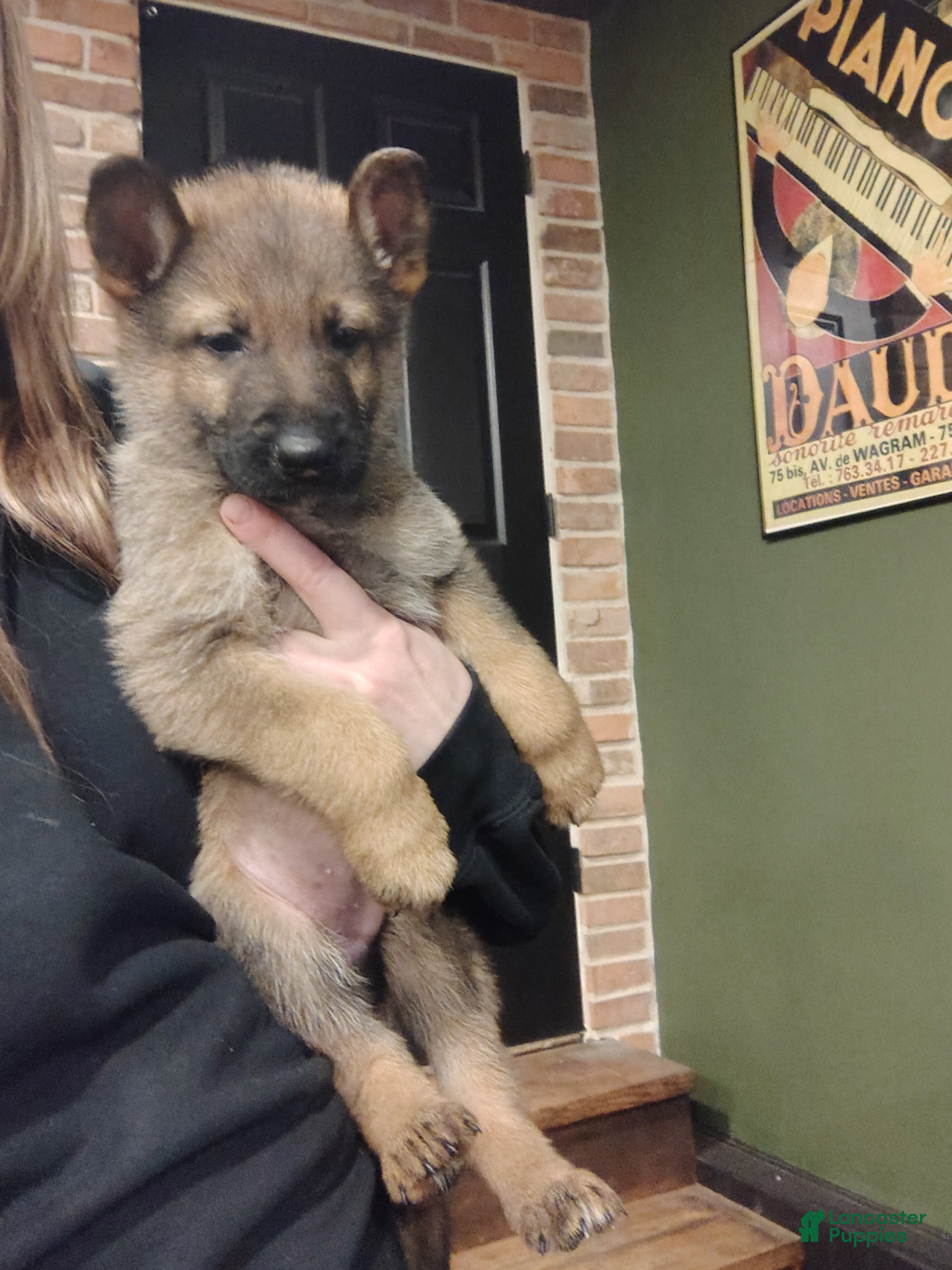 German Shepherd dogs Bluey  - Ad 2