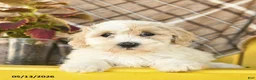 Maltipoo dogs for sale: Sailor  - Ad 5