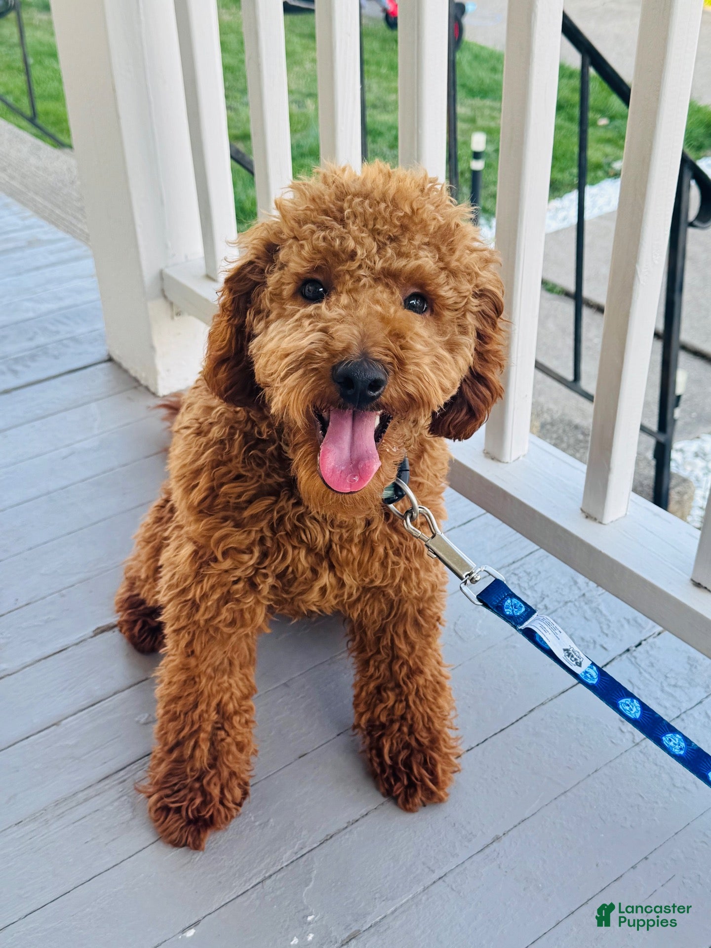 Miniature Labradoodle dogs Miniature Labradoodle 2 - Ad 38