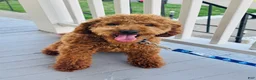 Miniature Labradoodle dogs for sale: Miniature Labradoodle 2 - Ad 1