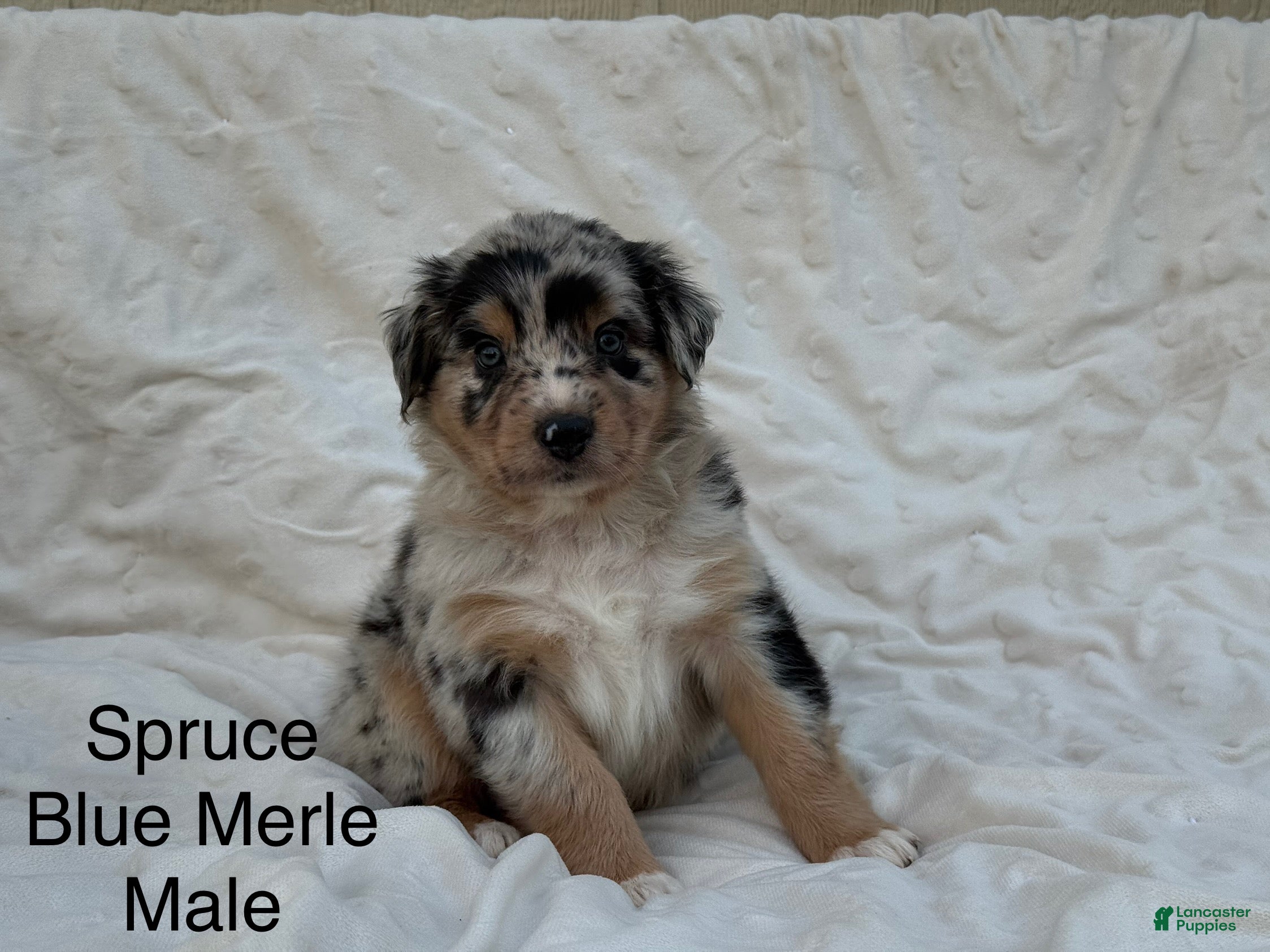 Australian Shepherd dogs Spruce  - Ad 19