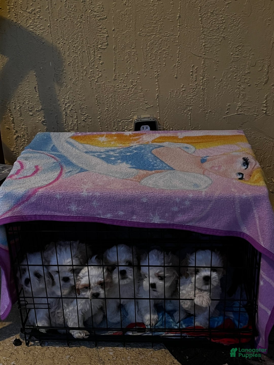 Shih Tzu dogs for sale: Atum - Ad 9