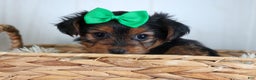 Yorkshire Terrier dogs for sale: CHLOE - Ad 15