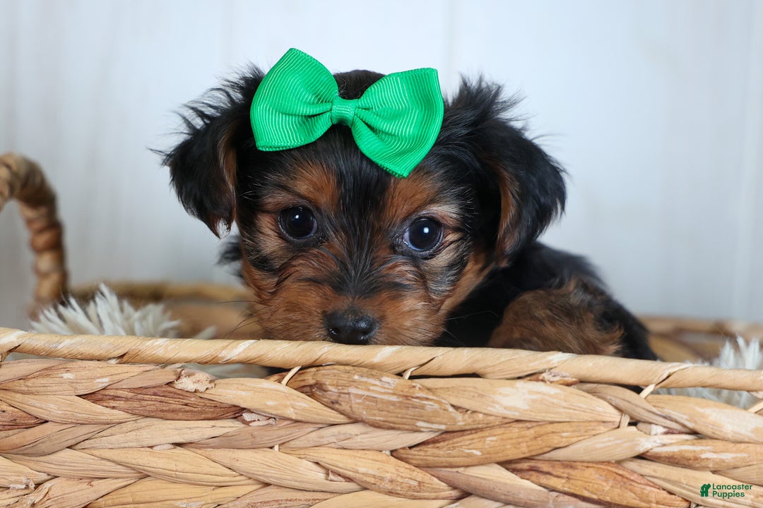 Yorkshire Terrier dogs for sale: CHLOE - Ad 15