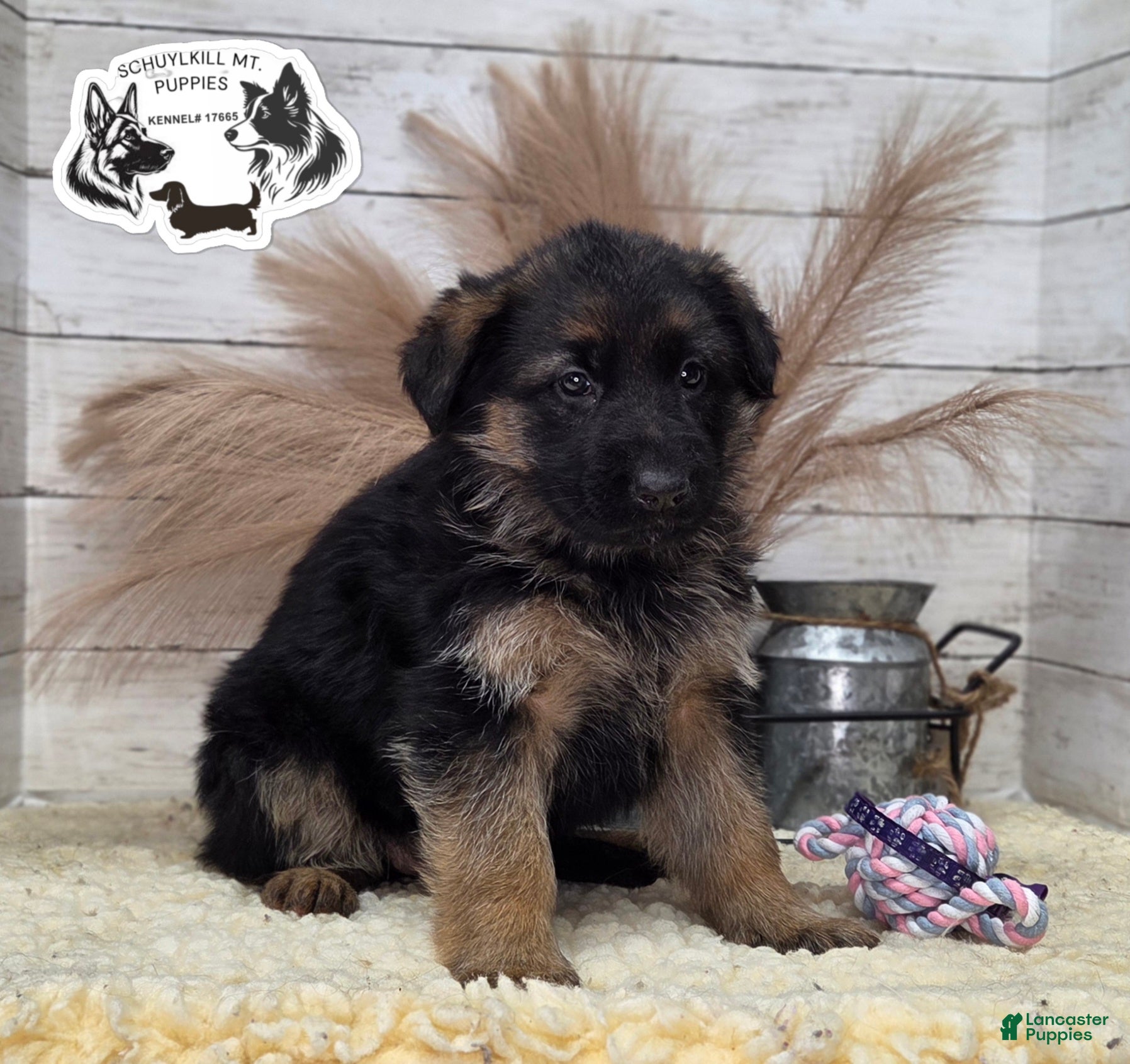German Shepherd dogs Everest - Ad 27