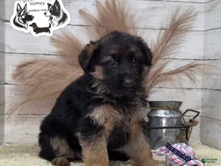 German Shepherd dogs Everest - Ad 27
