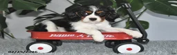 Cavalier King Charles Spaniel dogs for sale: Jubilee - Ad 3