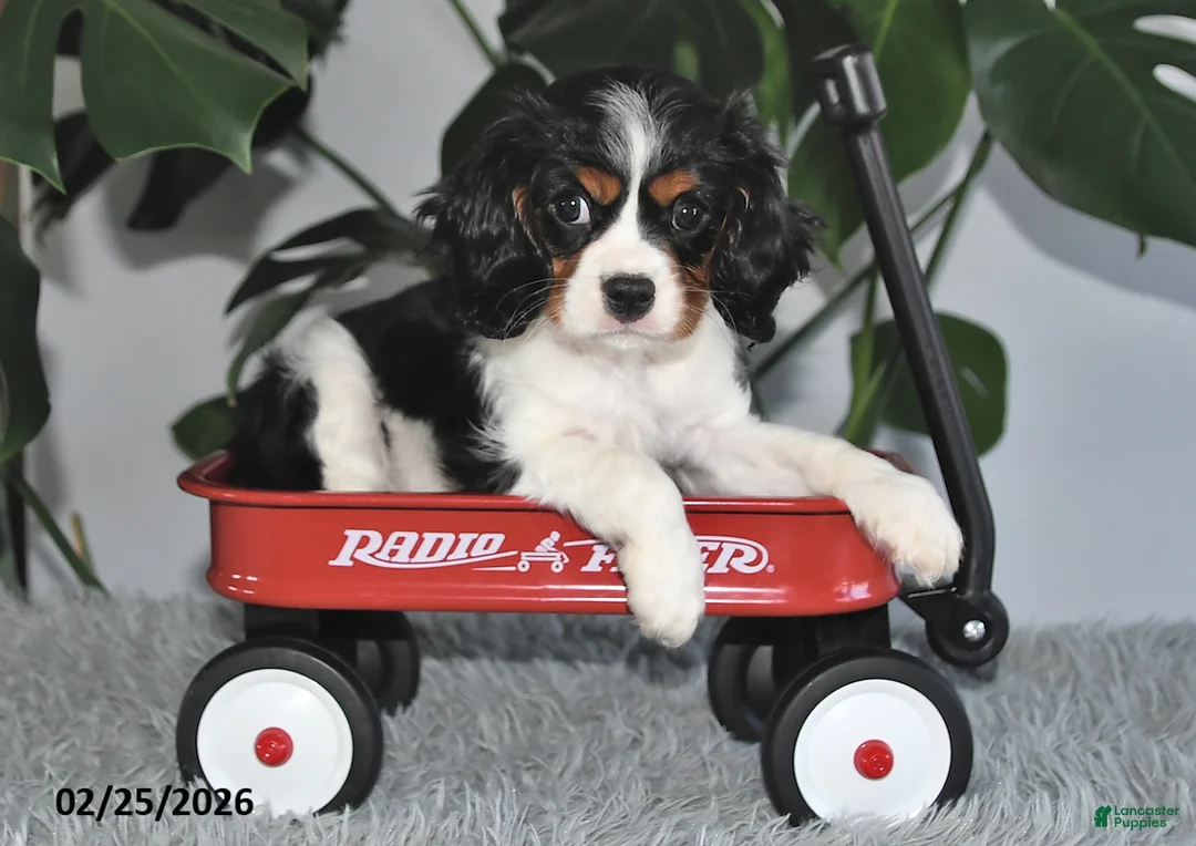 Cavalier King Charles Spaniel dogs for sale: Jubilee - Ad 3