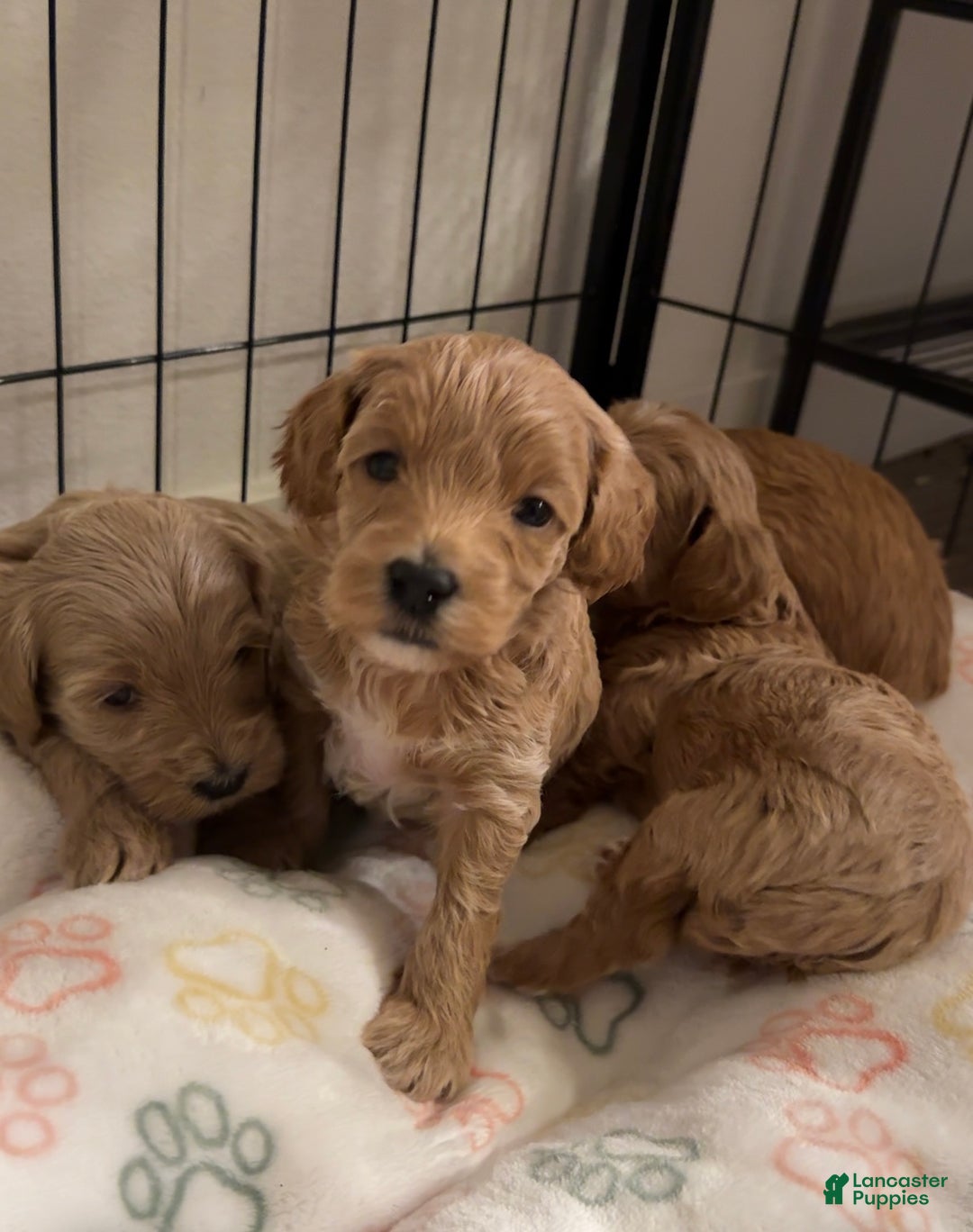 Maltipoo dogs for sale: Maltipoo Puppy 2 - Ad 3