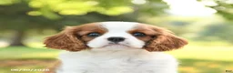 Cavalier King Charles Spaniel dogs for sale: Hoss - Ad 4