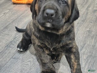 Mixed Breed dogs - Ad 25