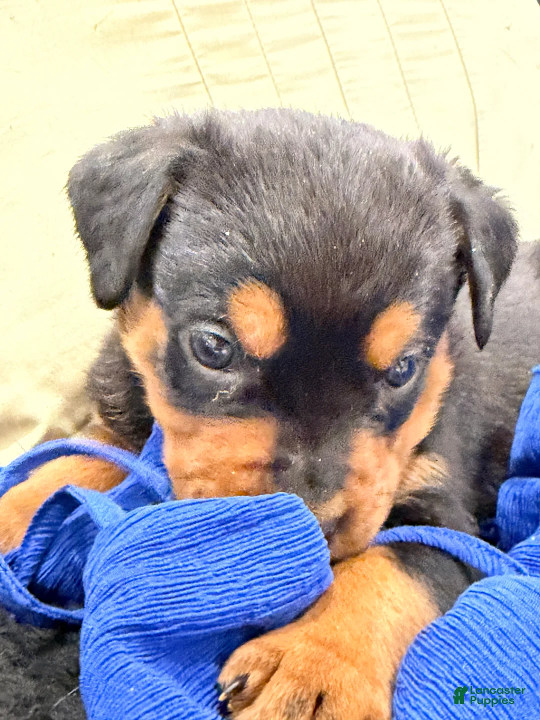 Rottweiler dogs for sale: Rottweiler Puppy 5 - Ad 4