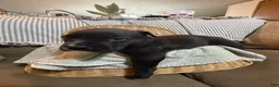 American Bully dogs for sale: American Bully 7 - Ad 3