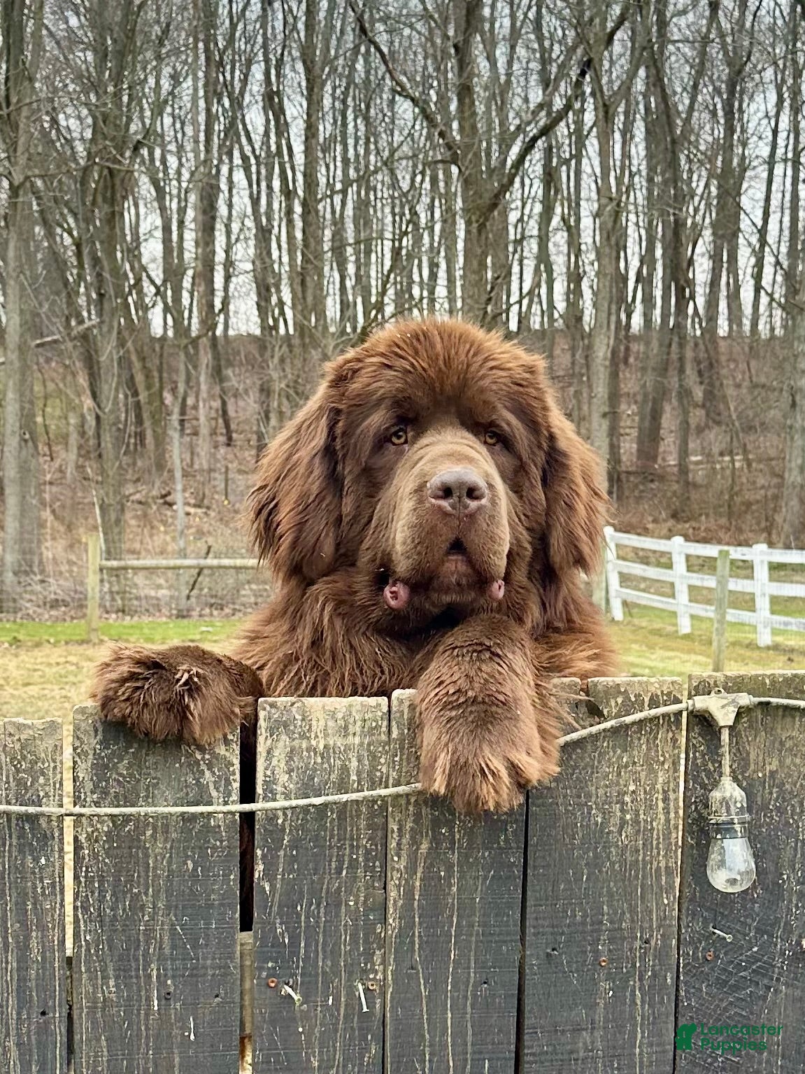 Newfoundland dogs for sale: “ Peeta” OFA, CH, AKC,  - Ad 7