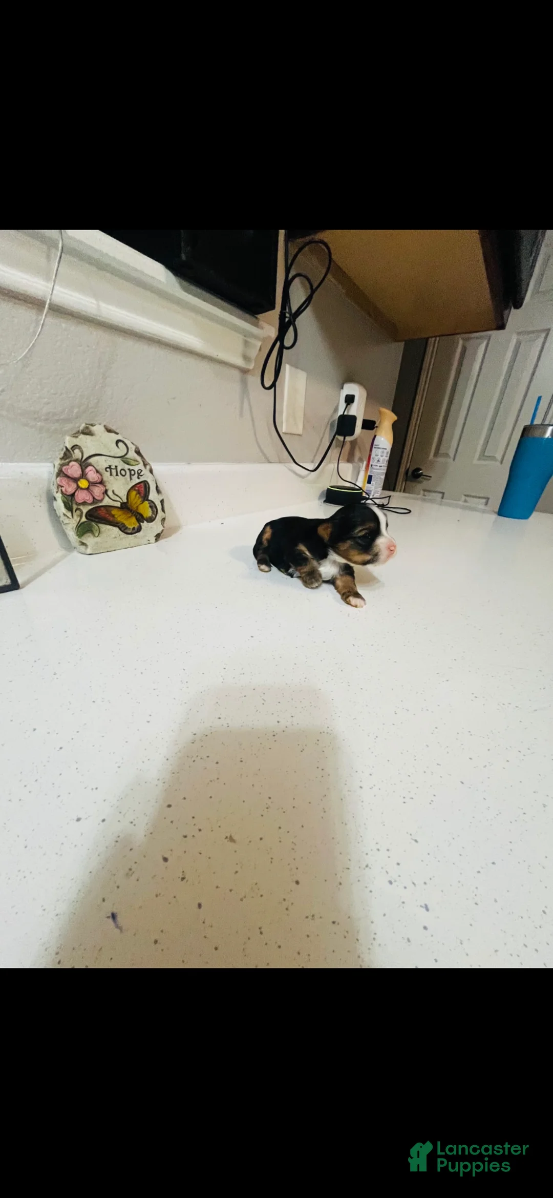 Yorkshire Terrier dogs for sale: Sophie 🩷 - Ad 3