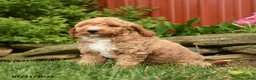Mini Goldendoodle dogs for sale: Quincy  - Ad 2