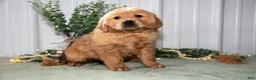 Golden Retriever dogs for sale: Harper - Ad 1