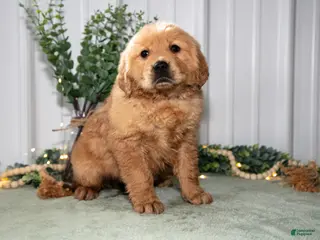 Golden Retriever dogs for sale: Harper - Ad 4