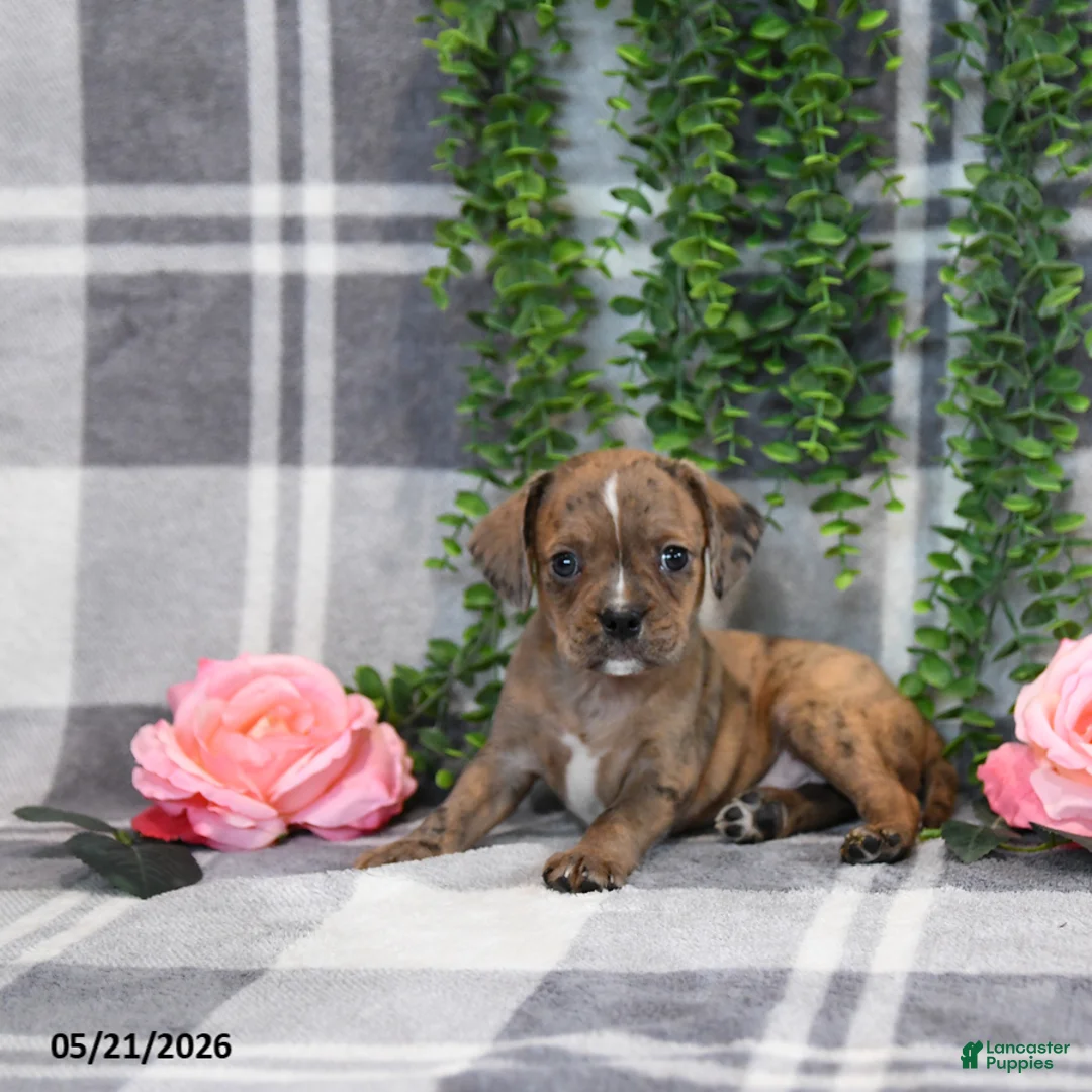 Mixed Breed dogs for sale: Ginger - Ad 2