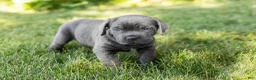 Cane Corso dogs for sale: Sarge  - Ad 3
