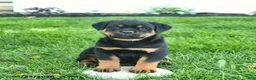 Rottweiler dogs for sale: Bandit  - Ad 5