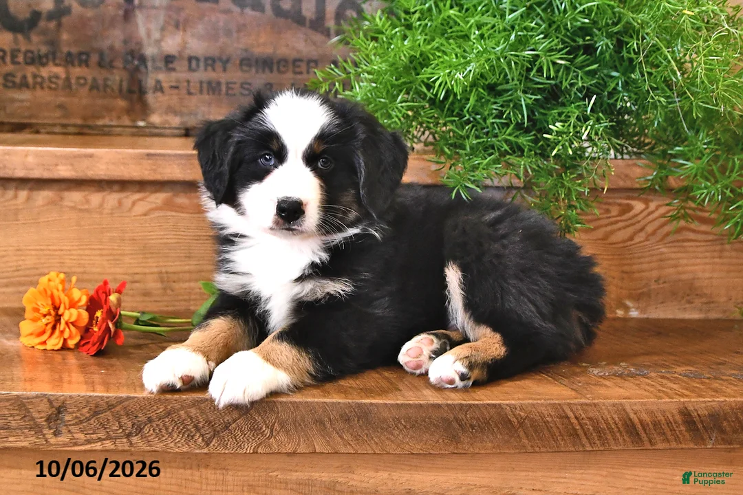 Australian Shepherd dogs for sale: Royal - Ad 1