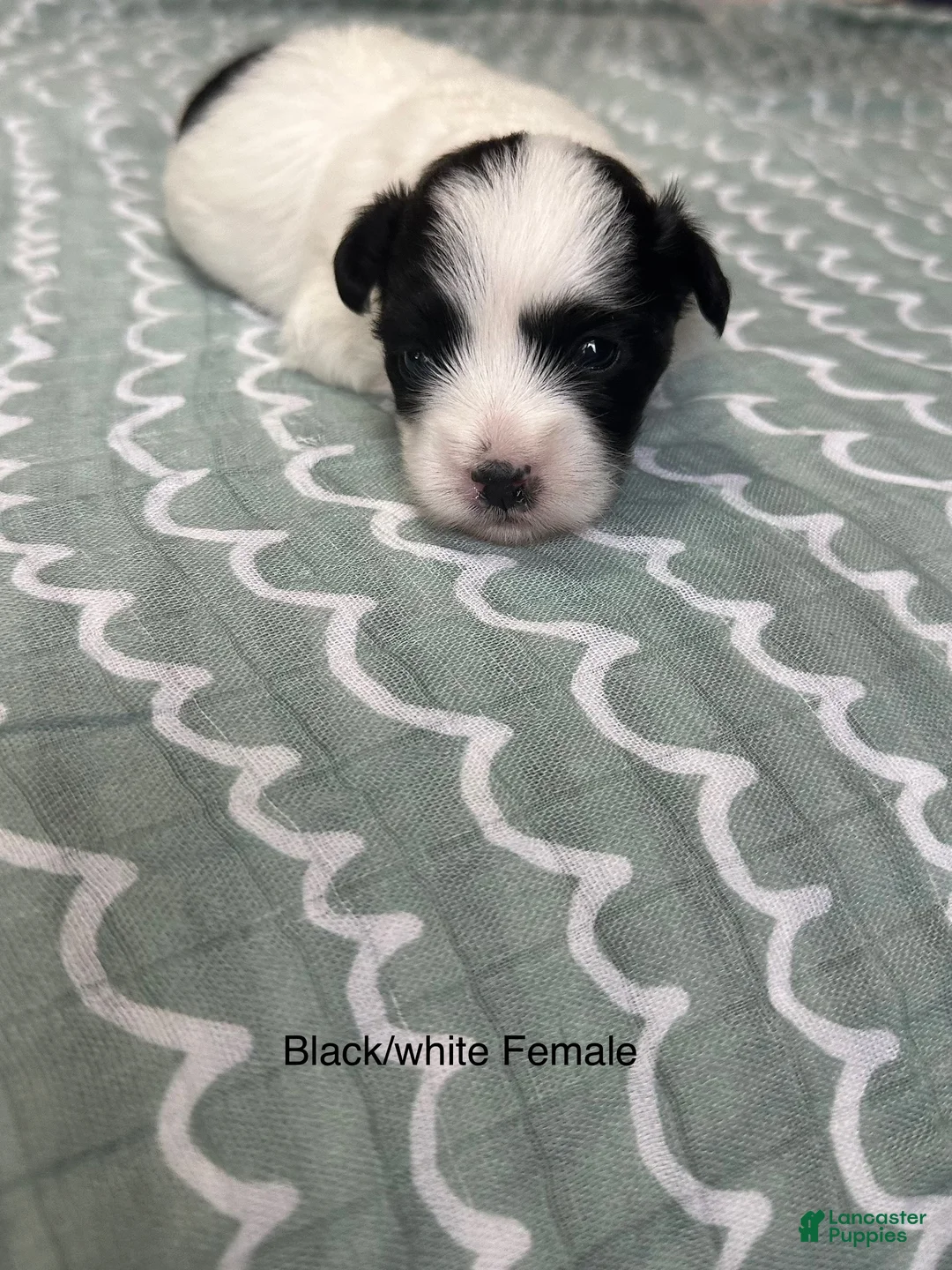 Coton De Tulear dogs for sale: Coton De Tulear Puppy 5 - Ad 2