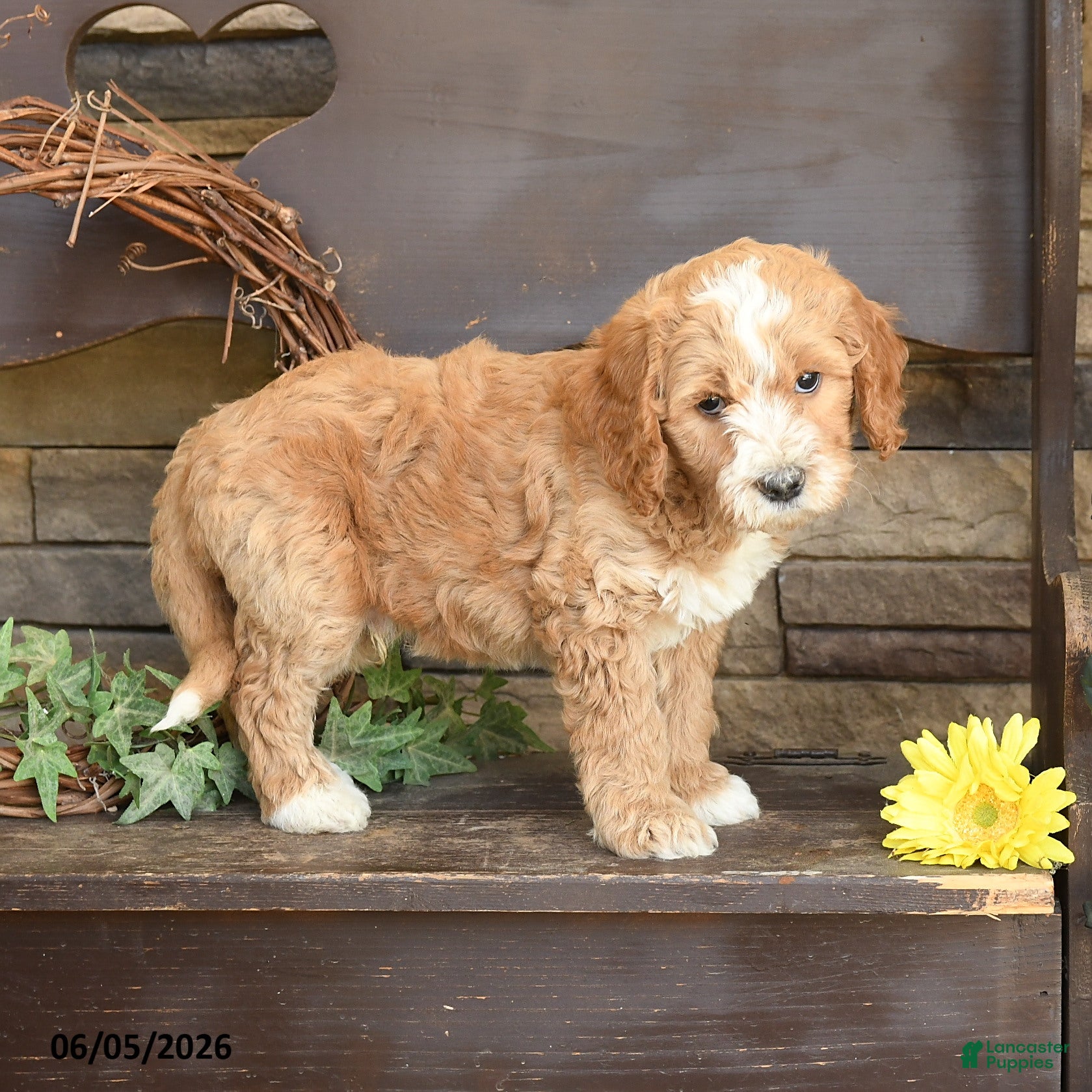 Mini Goldendoodle dogs Mason - Ad 2