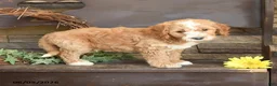 Mini Goldendoodle dogs for sale: Mason - Ad 2